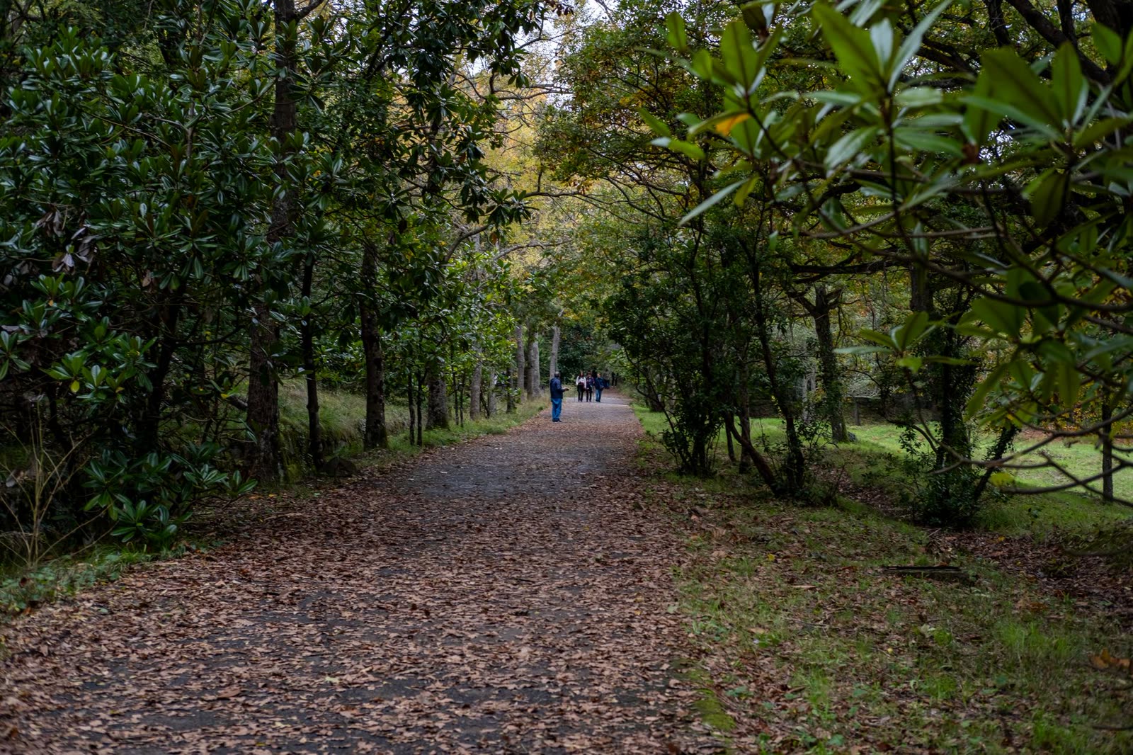 family hiking a wooded southern trail on a mild fall day / people walking a paved riverside trail in autumn / autumn foliage along a ridge overlook in the Southeast