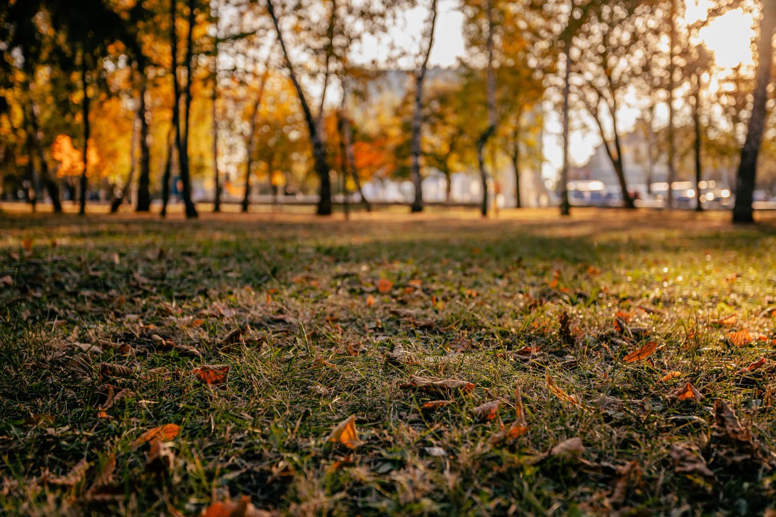 people in short sleeves walking a riverside trail on a warm autumn afternoon / family on a porch with coffee on a mild fall morning / golden afternoon light on fall leaves in a small Southern town